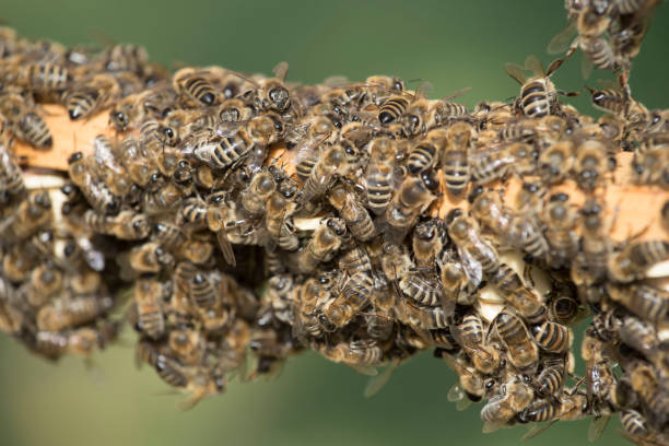 istock Honeycomb with western honey bees 1294982778