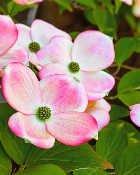 flores de madera de perro rosa en blom - blom fotografías e imágenes de stock