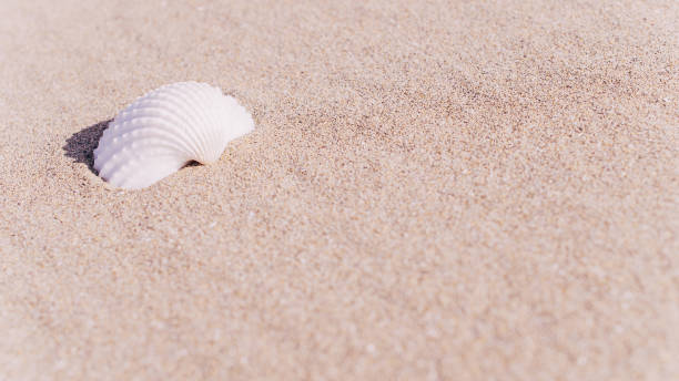 istock Summer concept background with seashells, shells on sand tropical sea beach. Design of summer vacation holiday concept. 1294984320