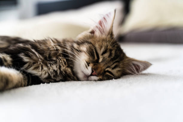 istock Cute Kitten sleeping on a bed 1294984372