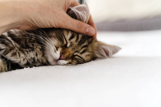 istock Happy Kitten Relaxing with a Human Hand 1294984382