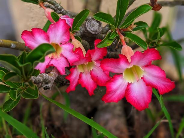 istock Adenium obesum flower in a pot 1294985189