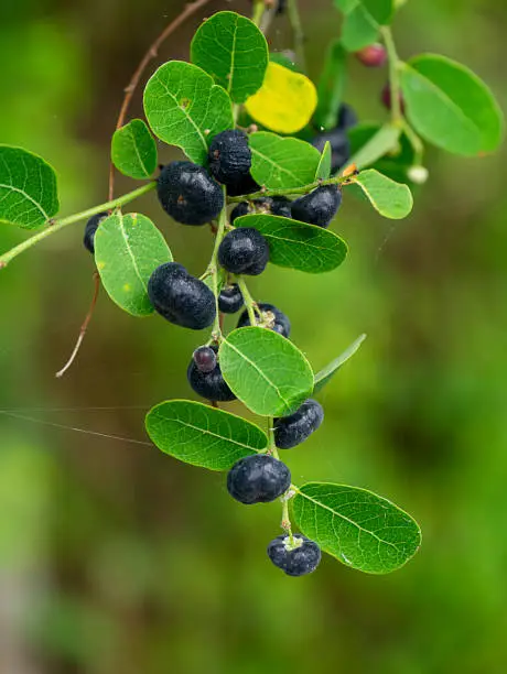 Photo of Close up the black fruit of Phyllanthus reticulatus plant with leaves