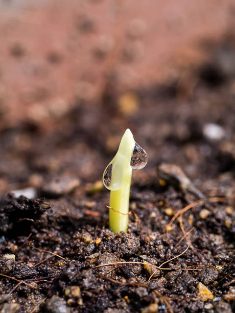 istock Close up Young corn plants are growing on the ground. 1294986812