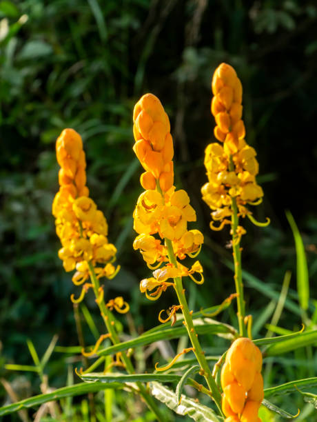 istock Close up Ringworm bush flower in the forest 1294986835