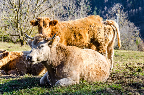 istock Cows grazing in the field 1294989106