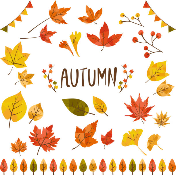 illustrazioni stock, clip art, cartoni animati e icone di tendenza di collezione di illustrazioni fogliame autunnale - maple tree branch autumn leaf