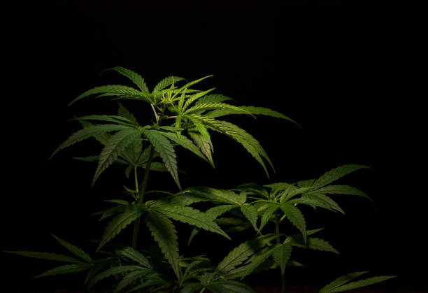 istock marijuana green leaf  plant  copy space black background 1294990167