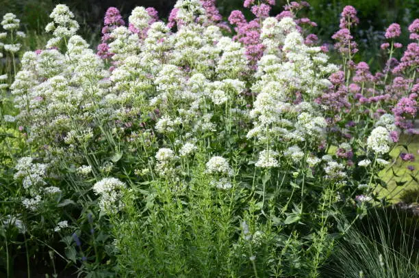 Closeup Centranus ruber and Centranthus alba with blurred background in garden