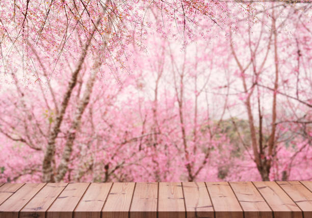 Top of wood table with pink cherry blossom flower background stock photo