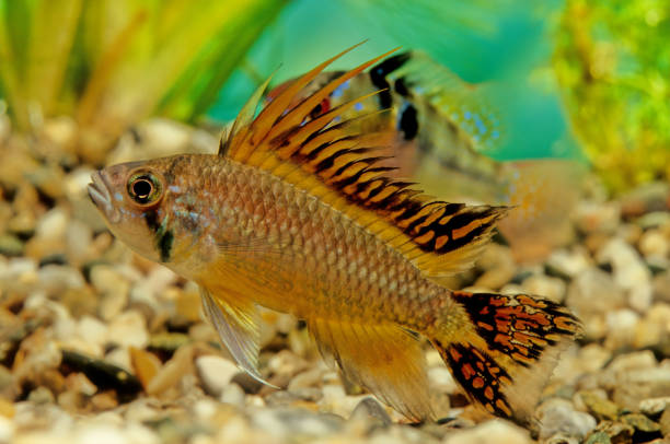 cainoid apistogramma - buntbarsch stock-fotos und bilder