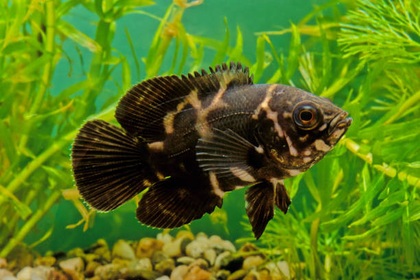 Oscar (fish) The oscar (Astronotus ocellatus) is a species of fish from the cichlid family known under a variety of common names, including tiger oscar, velvet cichlid orange piranha stock pictures, royalty-free photos & images