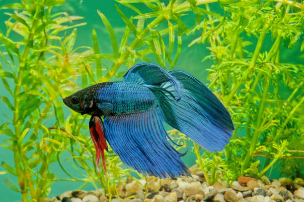 the siamese fighting fish (betta splendens), also known as the betta, is a freshwater fish native to thailand (formerly siam) and present in neighboring cambodia, laos, malaysia, and vietnam. - siamese fighting fish fish tank tropical climate fish imagens e fotografias de stock