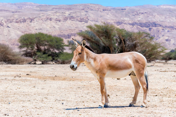 istock Onager is semi-domesticated donkey 1294993669