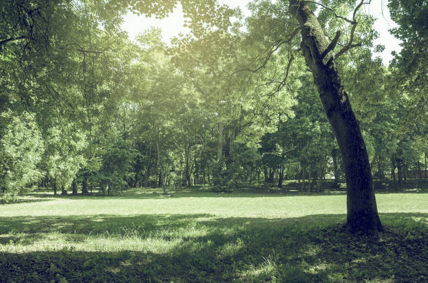 istock Sunny lawn in park and green trees. 1294993809