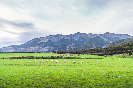 Close up of  shorn sheep grazing on a farm with mt cook  south island New Zealand with nature landscape background