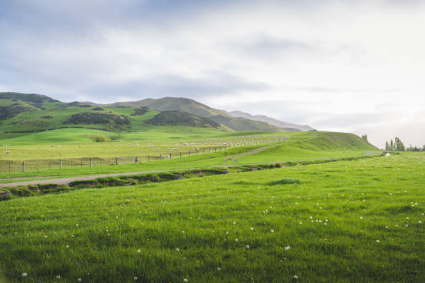 남섬 뉴질랜드 자연 경관의 아침 일출 녹색 잔디 밭 - westland 뉴스 사진 이미지