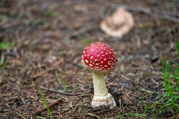 amanita muscaria, champignon venimeux. la photo a été prise dans le fond naturel de forêt - mushroom fly agaric mushroom photograph toadstool photos et images de collection