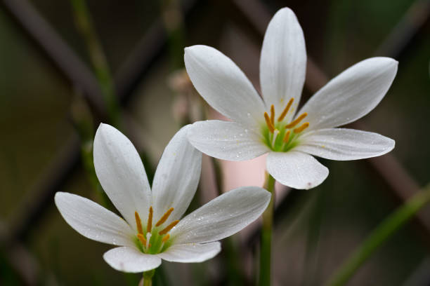 Close-up of White Rain Lilies A close-up of a pair of White Rain Lily flowers (Zephyranthes Candida), in full bloom in the garden. white rain lily stock pictures, royalty-free photos & images