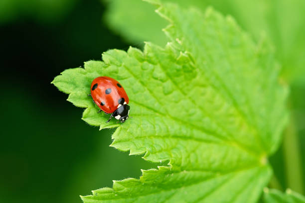 istock Little red lady bug on a green leaf. Beautiful nature background 1294998080