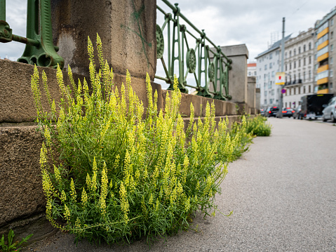 Flowering yellow mignonette (Reseda lutea) growing on sidewalk in the centre of Vienna (Austria), cloudy day in summer