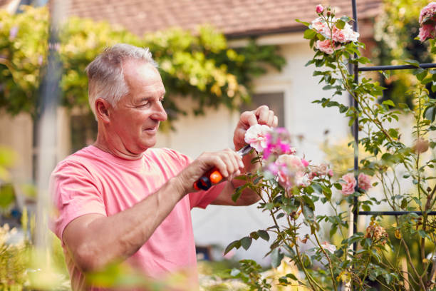 Retired Man At Work Pruning Roses On Trellis Arch In Garden At Home Retired Man At Work Pruning Roses On Trellis Arch In Garden At Home trellis photos stock pictures, royalty-free photos & images