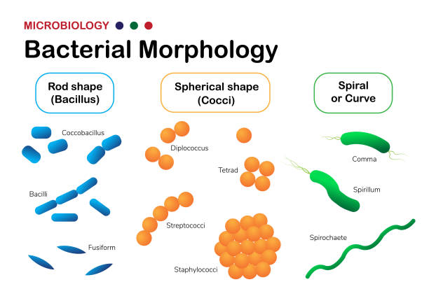 ilustraciones, imágenes clip art, dibujos animados e iconos de stock de diagrama de microbiología muestra morfología bacteriana (coccus, bacilo y espiral) - morphology