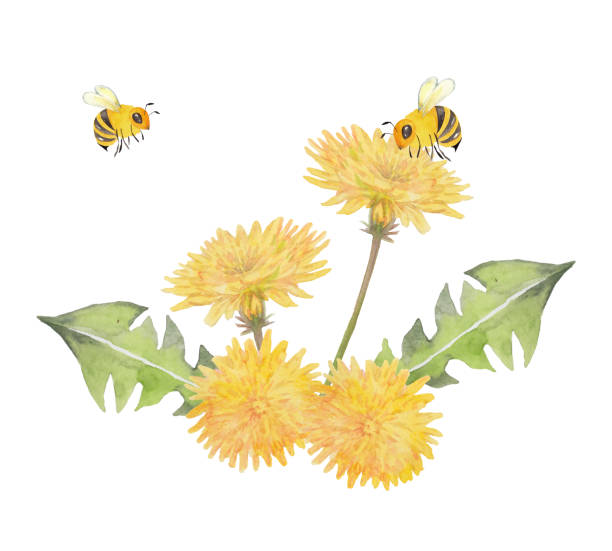 kwiaty mniszka lekarskiego z pszczołami miodowymi - bee flower meadow flying stock illustrations