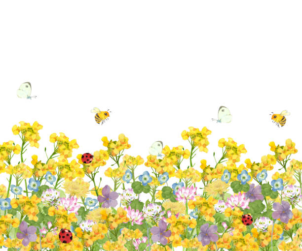 dzikie kwiaty z owadami - bee flower meadow flying stock illustrations