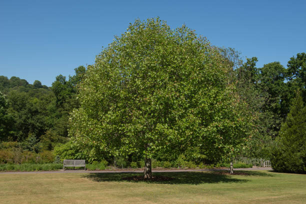istock Summer Foliage on a Deciduous Tulip Tree (Liriodendron tulipifera) Growing in a Garden with a Bright Blue Sky Background in Rural Devon, England, UK 1295001699