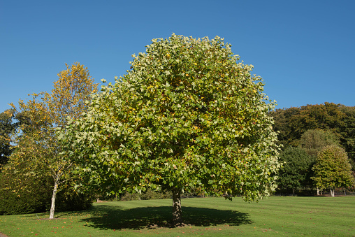 Summer Foliage of a Deciduous Tulip Tree (Liriodendron tulipifera) Growing in a Garden with a Bright Blue Sky Background in Rural Devon, England, UK