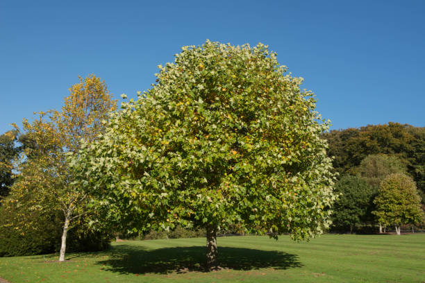 Summer Foliage of a Deciduous Tulip Tree (Liriodendron tulipifera) Growing in a Garden with a Bright Blue Sky Background in Rural Devon, England, UK stock photo