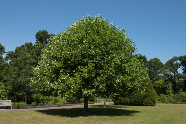 istock Summer Foliage on a Deciduous Tulip Tree (Liriodendron tulipifera) Growing in a Garden with a Bright Blue Sky Background in Rural Devon, England, UK 1295001757