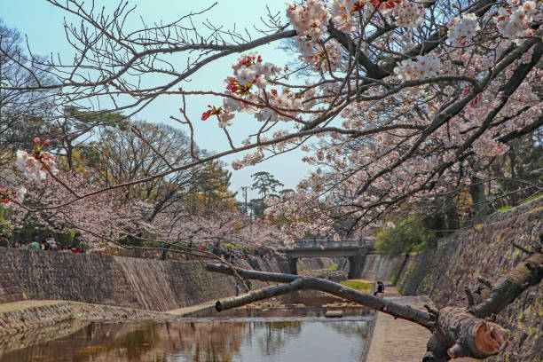 istock Cherry blossoms at Shukugawa River in Nishinomiya 1295002359