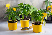 Young plants of pepper in pots. Spring seedlings. Gardening concept, springtime.