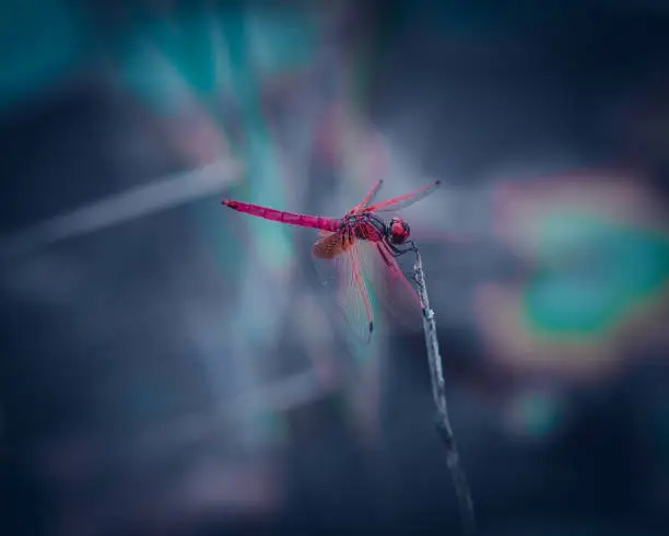 Photo of Dragonfly hangs in the balance on grass stick top, dark gloomy background,