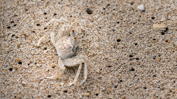 Perfect camouflaged crab on a sandy beach, blending perfectly, hard to detect,