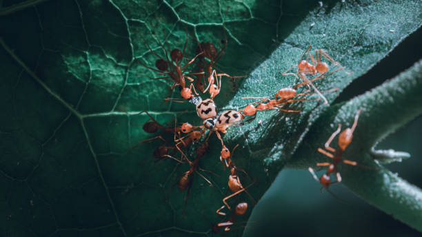 istock Group of Weaver ants attacks bugs in a leaf, and drag and pull from all around, great teamwork and effort, an unfortunate fortune for the garden bugs. 1295003582