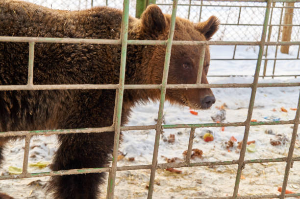 istock bear in a cage. nursery for various animals 1295003784