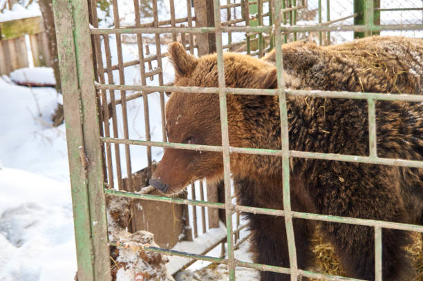 istock bear in a cage. nursery for various animals 1295004042