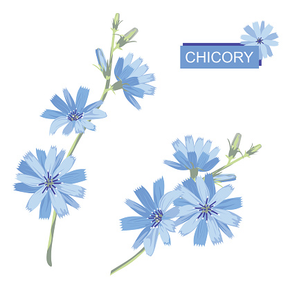 Blue chicory flowers. Blossoming branch. Isolated on white background. Botanical style, vector illustration.