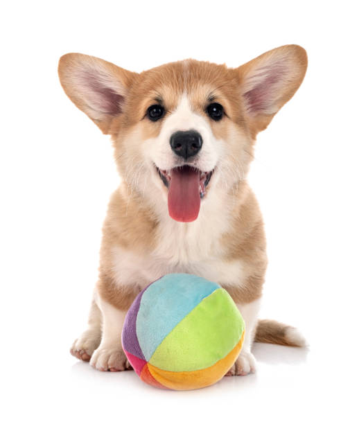 istock young Pembroke Welsh Corgi 1295005188