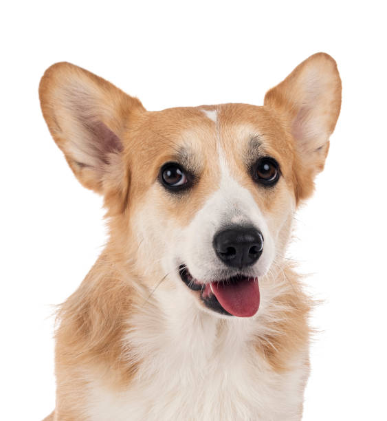 istock young Pembroke Welsh Corgi 1295005206