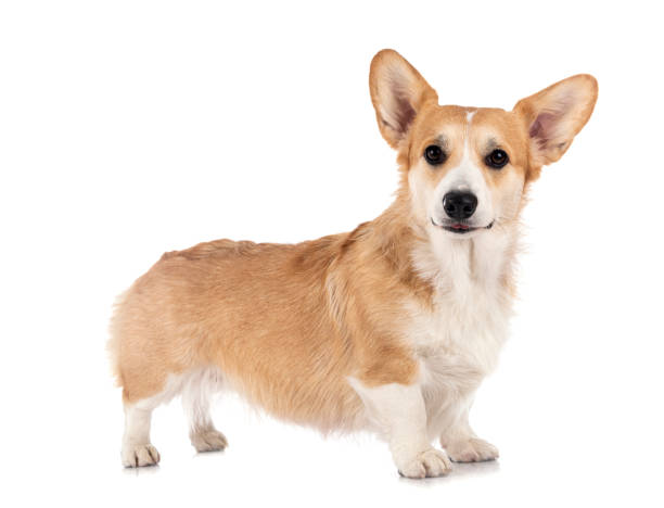 istock young Pembroke Welsh Corgi 1295005220