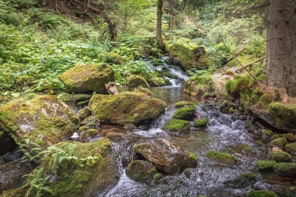 istock Mountain cascade stream in green forest at summer time 1295005415