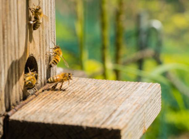 istock Wooden Beekeeper with many Bees 1295006658