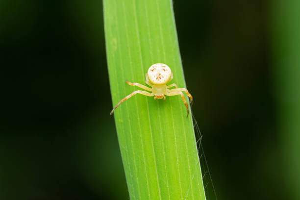 istock Dorsal of Crab spider, Synema decoratum, Pune, Maharashtra, India 1295007475