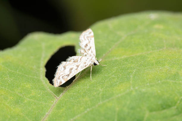 istock China-mark Moth, Elophila nymphaeata, Pune, Maharashtra, India 1295007775