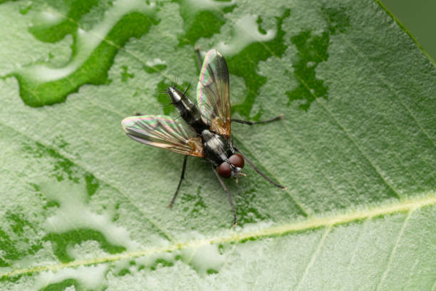 istock Fly, Mintho rufiventris, Satara, Maharashtra, India 1295007920