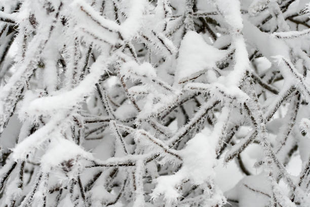 istock Snow and rime ice on tree branches in freezing cold winter weather 1295008644